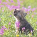 baby insanity wolf