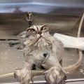 cat bath returns