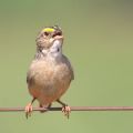 common-opinion-sparrow