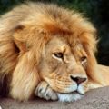 confession lion