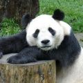 confession panda