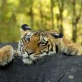 confession tiger