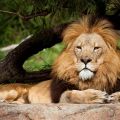 contemplative lion