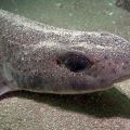 dirty joke dogfish