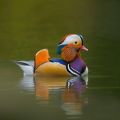 fashionable advice mallard