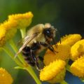 googd guy bee