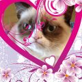 grumpy cat valentines day