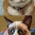 grumpy cat vs happy cat
