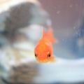 grumpy fish