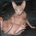 hairless cat