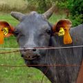 hairless cow