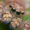 hipster spider