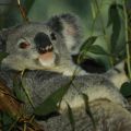 laid back koala