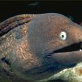 lame pun eel