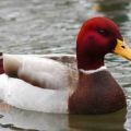 malicious advice mallard