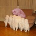 malicious storytelling dog
