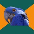 paranoid parrot