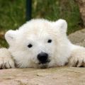 popular opinion bear