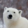 popular opinion polar bear