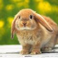 regretful rabbit