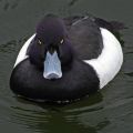 revenge duck angry advice duck