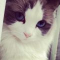 ridiculously photogenic cat