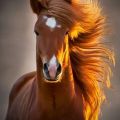 ridiculously photogenic horse