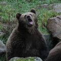 sarcastic-bear