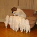 scumbag storytelling dog