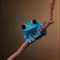 small fact frog