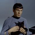 spock and cat meme