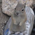 standover squirrel