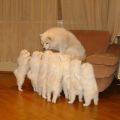 storytelling dog