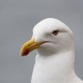 stuff that didn t happen seagull