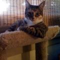 the most interesting cat in the world
