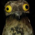 weird-stuff-i-do-potoo