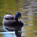 zen advice mallard